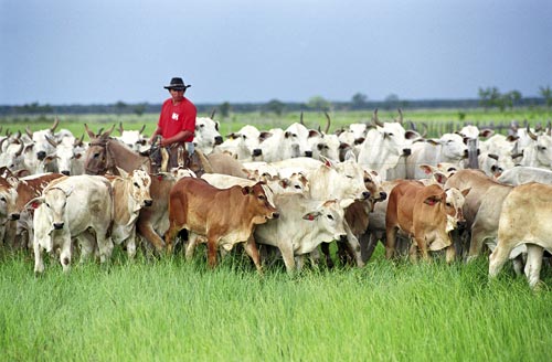 Câmara declara de utilidade pública a Associação Brasileira de Criadores das Raças Simental e Simbrasil