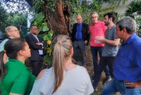    Câmara vai iniciar tratamento para tentar salvar flamboyant