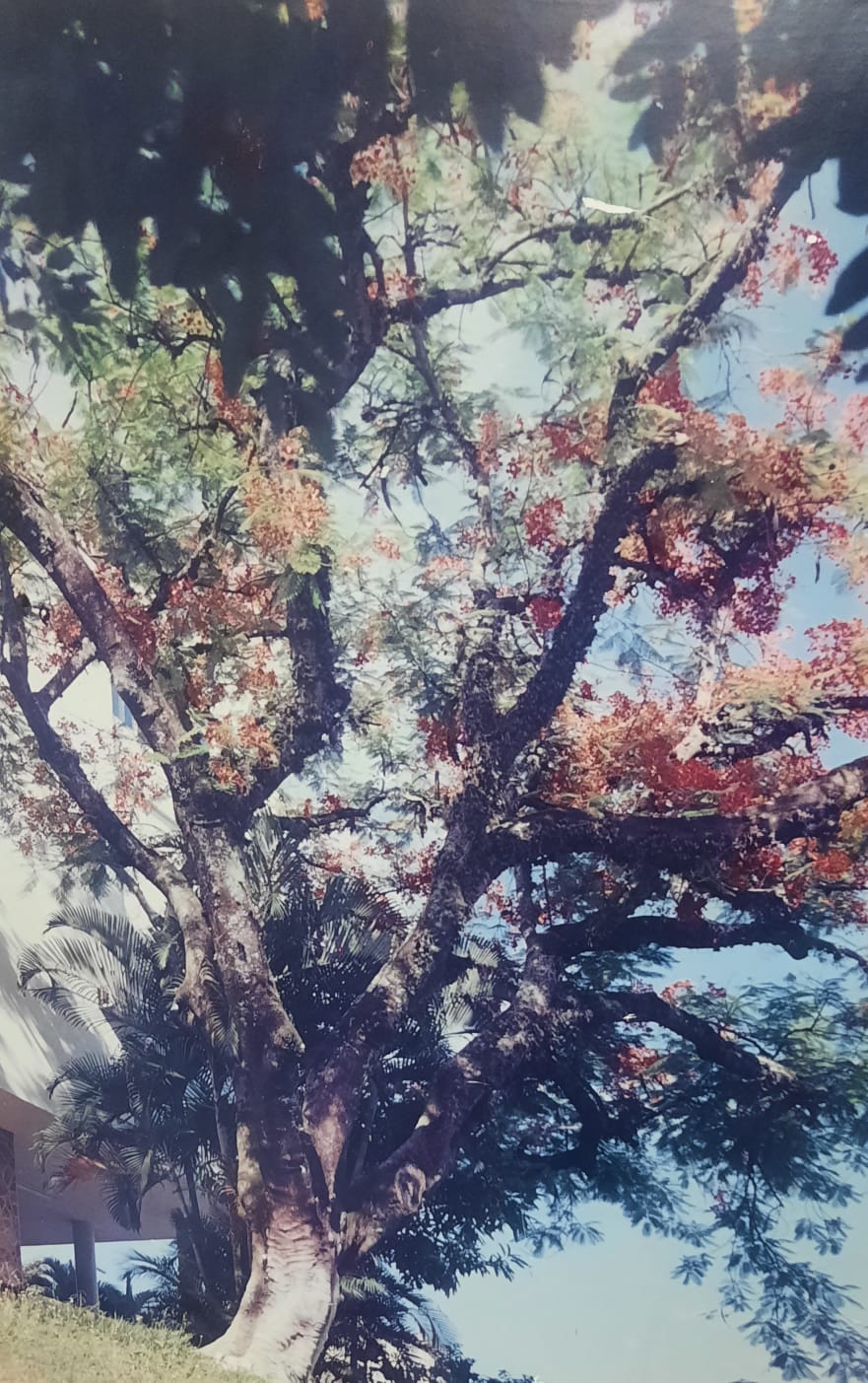 Danificado por cupins, flamboyant da Câmara precisa ser cortado