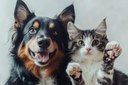 Divulga Pet: Câmara aprova projeto para incentivar adoção e reintegração de animais Divulga Pet: Câmara aprova projeto para incentivar adoção e reintegração de animais
