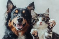 Divulga Pet: Câmara aprova projeto para incentivar adoção e reintegração de animais 