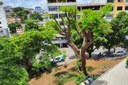 Flamboyant da Câmara: árvore centenária volta a florir