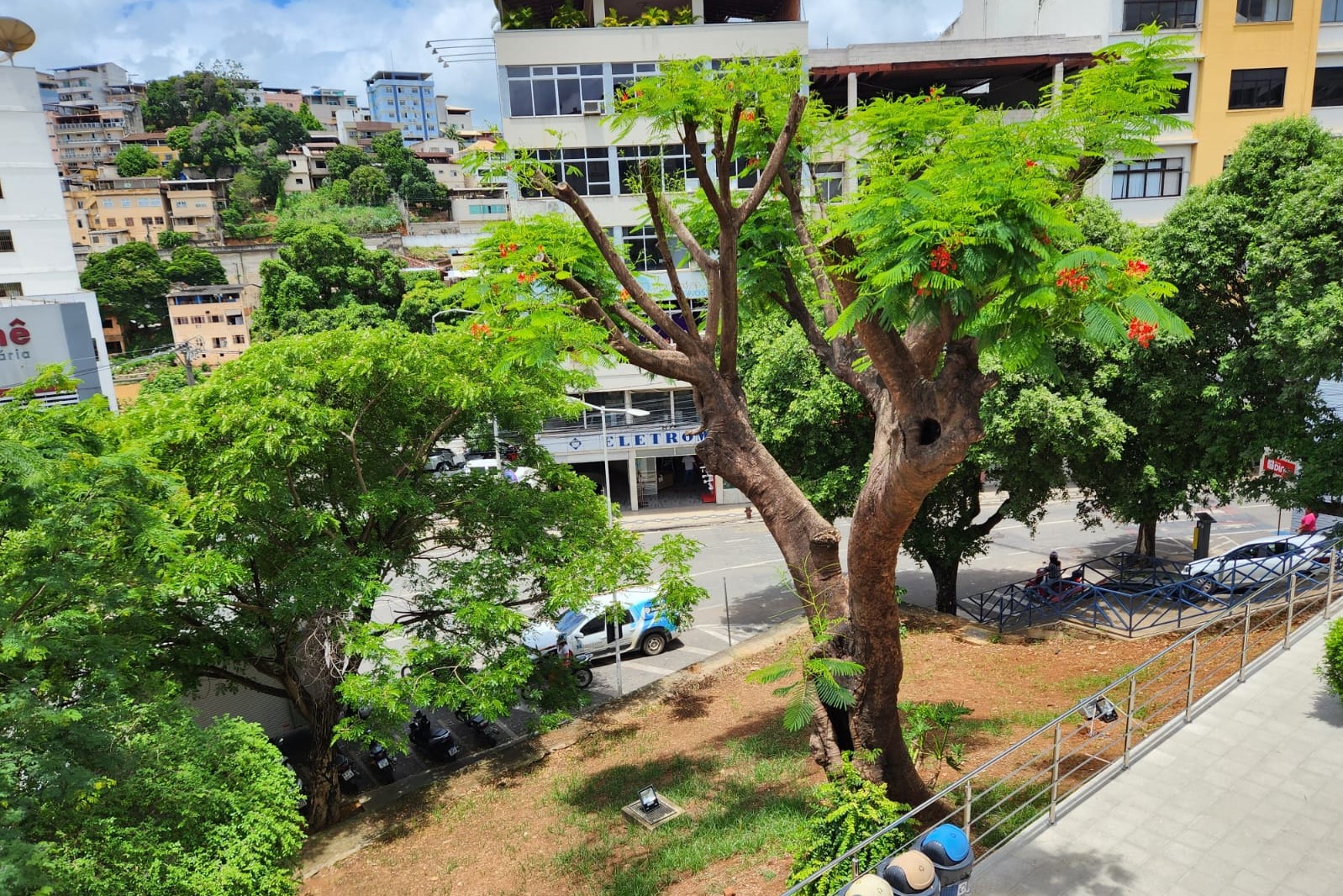 Flamboyant da Câmara: árvore centenária volta a florir